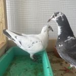 Ribis Mon Pigeon  Strasser Femelle - Garde d'animaux à domicile