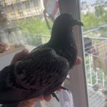 Gaia Mon Pigeon  Bleu de Gascogne Femelle - Garde d'animaux à domicile