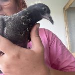 Hermès Mon Pigeon  Bleu de Gascogne Mâle - Garde d'animaux à domicile