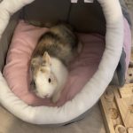 Stitch Mon Lapin  Nain Mâle - Garde d'animaux à domicile