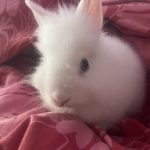 Arthemis Mon Lapin  Tête de Lion Femelle - Garde d'animaux à domicile
