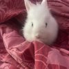Images de profil de Lea - Blooming Pets - Petsitting et garde d'animaux à domicile