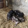 Images de profil de Lea - Blooming Pets - Petsitting et garde d'animaux à domicile