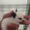 Images de profil de Lea - Blooming Pets - Petsitting et garde d'animaux à domicile