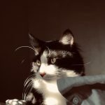Alvin Mon Chat  Européen Mâle stérilisé - Garde d'animaux à domicile