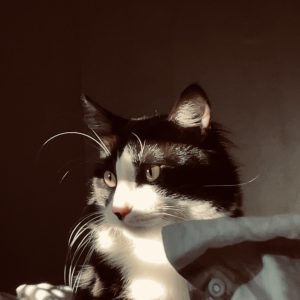 Images de profil de Lea - Blooming Pets - Petsitting et garde d'animaux à domicile