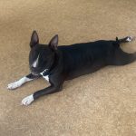 Tess Mon Chien  Bull Terrier Femelle - Garde d'animaux à domicile