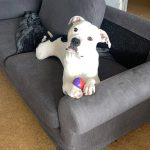 Pablo Mon Chien  Dogue Argentin Mâle - Garde d'animaux à domicile