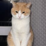 Martin Mon Chat  Européen Mâle stérilisé - Garde d'animaux à domicile