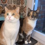 Saphir Mon Chat  Européen Femelle stérilisée - Garde d'animaux à domicile
