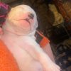 Images de profil de Lea - Blooming Pets - Petsitting et garde d'animaux à domicile