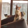 Images de profil de Leiane - Blooming Pets - Petsitting et garde d'animaux à domicile