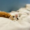 Images de profil de Leiane - Blooming Pets - Petsitting et garde d'animaux à domicile