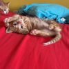 Images de profil de Leiane - Blooming Pets - Petsitting et garde d'animaux à domicile