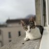 Images de profil de Leiane - Blooming Pets - Petsitting et garde d'animaux à domicile