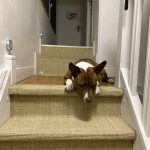 Image de profil de Helena - Blooming Pets - Petsitting et garde d'animaux à domicile