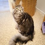 Socrate Mon Chat  Maine Coon Mâle stérilisé - Garde d'animaux à domicile