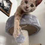 Yoda Mon Chat  Croisé Mâle - Garde d'animaux à domicile