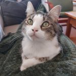 Cookie Mon Chat  European Shorthair (Européen) Mâle stérilisé - Garde d'animaux à domicile