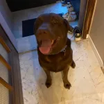 Nougat Mon Chien  Labrador Retriever Mâle stérilisé - Garde d'animaux à domicile