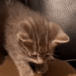 Ptit gris Mon Chat  Croisé Mâle stérilisé - Garde d'animaux à domicile
