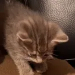 Ptit gris Mon Chat  Croisé Mâle stérilisé - Garde d'animaux à domicile