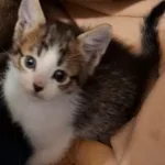 Mufasa Mon Chat  Chat de gouttière (Commun) Femelle - Garde d'animaux à domicile