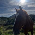 Comorado Mon Cheval  Origine Non Constatée (ONC) Mâle stérilisé - Garde d'animaux à domicile
