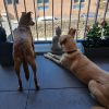 Images de profil de Laetitia - Blooming Pets - Petsitting et garde d'animaux à domicile