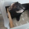 Images de profil de Laetitia - Blooming Pets - Petsitting et garde d'animaux à domicile
