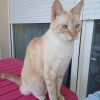 Images de profil de Laetitia - Blooming Pets - Petsitting et garde d'animaux à domicile