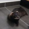 Images de profil de Laetitia - Blooming Pets - Petsitting et garde d'animaux à domicile