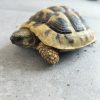 Images de profil de Laetitia - Blooming Pets - Petsitting et garde d'animaux à domicile