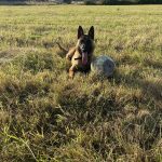 Athena Mon Chien  Berger Belge Malinois Femelle - Garde d'animaux à domicile