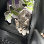 Maya Mon Chat  Croisé Femelle - Garde d'animaux à domicile