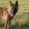 Images de profil de Leyane - Blooming Pets - Petsitting et garde d'animaux à domicile