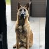 Images de profil de Leyane - Blooming Pets - Petsitting et garde d'animaux à domicile