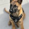 Images de profil de Leyane - Blooming Pets - Petsitting et garde d'animaux à domicile