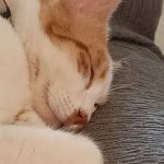 Image de profil de Lila - Blooming Pets - Petsitting et garde d'animaux à domicile