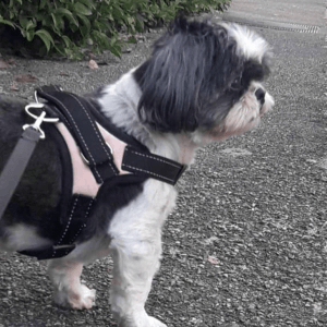 Images de profil de Lyndi - Blooming Pets - Petsitting et garde d'animaux à domicile