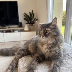 Cannelle Mon Chat  Européen Femelle - Garde d'animaux à domicile