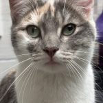 Luna Mon Chat  Européen Femelle - Garde d'animaux à domicile