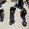 Images de profil de Lili-Rose - Blooming Pets - Petsitting et garde d'animaux à domicile