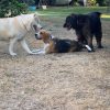 Images de profil de Lili-Rose - Blooming Pets - Petsitting et garde d'animaux à domicile