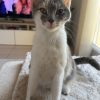 Images de profil de Lili-Rose - Blooming Pets - Petsitting et garde d'animaux à domicile