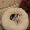 Images de profil de Lili-Rose - Blooming Pets - Petsitting et garde d'animaux à domicile