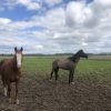 Images de profil de Leslie - Blooming Pets - Petsitting et garde d'animaux à domicile