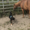Images de profil de Leslie - Blooming Pets - Petsitting et garde d'animaux à domicile
