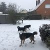 Images de profil de Leslie - Blooming Pets - Petsitting et garde d'animaux à domicile