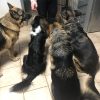 Images de profil de Leslie - Blooming Pets - Petsitting et garde d'animaux à domicile